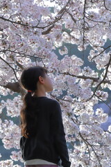  満開の桜を眺める少女