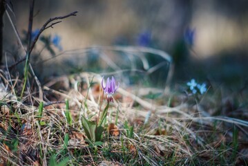 Blooming iris in the foothills of Altai in early spring with bokeh
