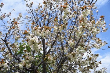 Prunus salicina (Japanese plum) in full bloom.