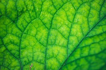 Vivid natural texture of wet green leaf with veins. Minimalist nature background with dew drops on green leaf surface. Beautiful minimal backdrop with droplets on leaf in macro. Nature texture of leaf
