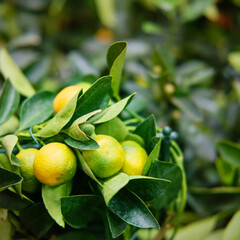 Calamondin, or citrofortunella, is an ornamental citrus plant that blooms profusely and bears fruit, and grows well at home.