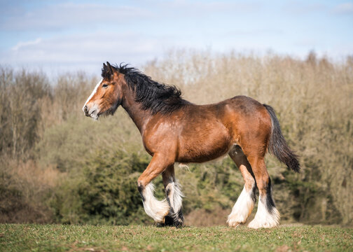 Big strong young bay Irish gypsey cob shire horse foal standing proud in sunshine countryside paddock field setting blue sky and green grass.