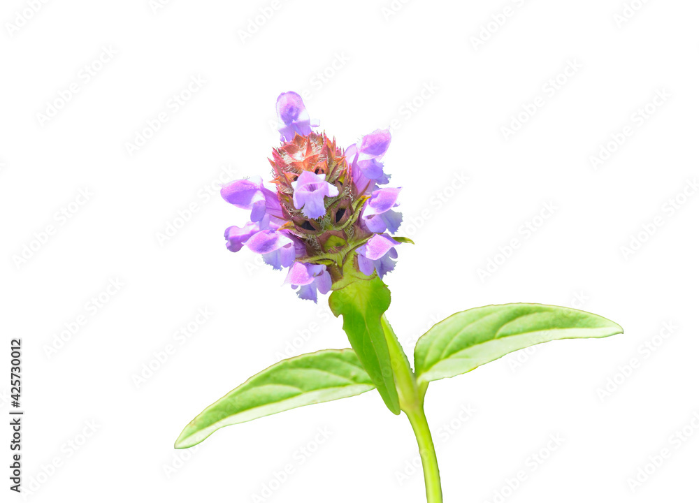 Sticker Blooming herb heal-all (Prunella vulgaris)