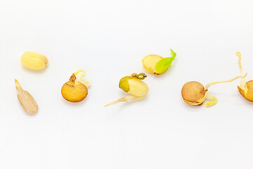 Vegan and healthy eating. Sprouts seeds.New life concept. Growing microgreen sprouts close up view. Germination of seeds at home. Detox