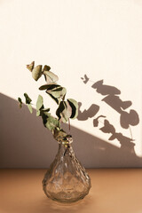 Eucalyptus branches in glass vase in sunlight. Home decor