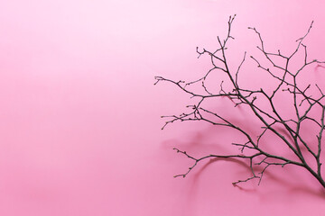 Decorative forest tree branch on pink background. Photo with copy blank space.