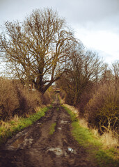 A dirt road in the English countryside