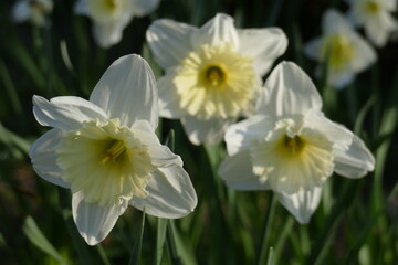 Weisse Narzissen, Narzissenblüte  (Narcissus Pseudonarcissus), Deutschland