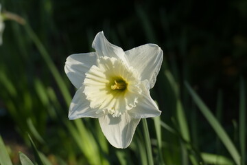 Weisse Narzissen, Narzissenblüte  (Narcissus Pseudonarcissus), Deutschland