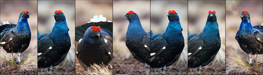 Lekking black grouse at morning on spring bog. Spring colors of morning moors with black grouse, blackcock. Lekking Male Black Grouse lek game at sunrise. Lyrurus tetrix lekking in Estonia, Saaremaa