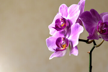 Fototapeta na wymiar purple orchid Phalaenopsis