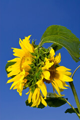Sunflower against a blue sky .