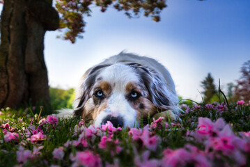 Australian Shepherd sheepdog laying down on the grass at the flower field