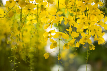 Ratchaphruek or Multiply flowers, Cassia fistula L. or golden shower are blooming on the tree