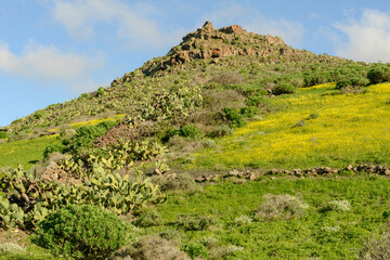 Fototapeta na wymiar Landscape near Haria at Lanzarote on Canary island, Spain