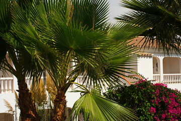 Fototapeta na wymiar Palm tree in a condominium in Torrox