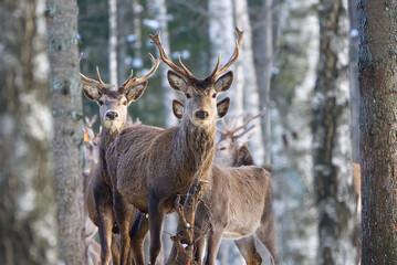 Obraz premium Red deer in winter forest looking to camera. wildlife, Protection of Nature. Cervus elaphus in cold winter day. Beautiful deer in its natural habitat in the winter forest, wildlife poster, print