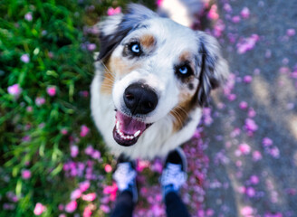 Cute Australian Shepherd dog looking up into the camera