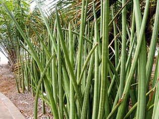 A Sansevieria Stuckyi from the genus Asparagaceas from tropical Africa.