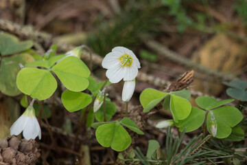 blühender Klee im Wald