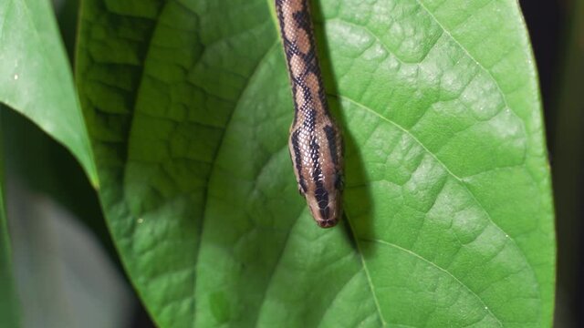 a snake crawl through bush. Close up