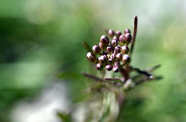 Wiesenschaumkraut-Knospen auf einer Wiese 