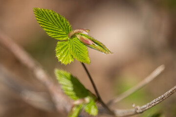 frisch austreibende Blätter einer Buche im Frühling