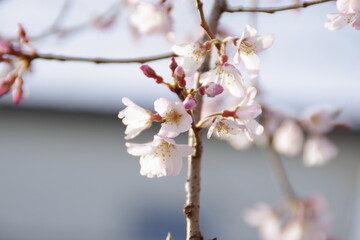 淡墨桜