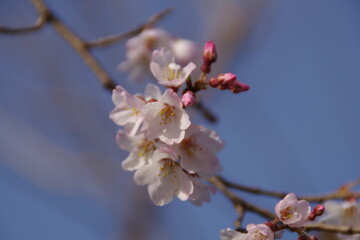 淡墨桜