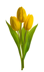 yellow tulip flower isolated without shadow clipping path