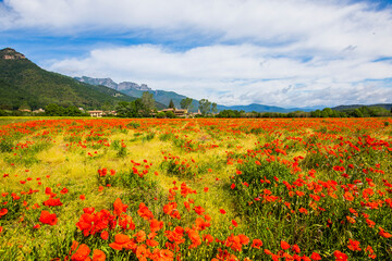 Poppy flowers and spring in Hostalets D En Bas, La Garrotxa, Spain