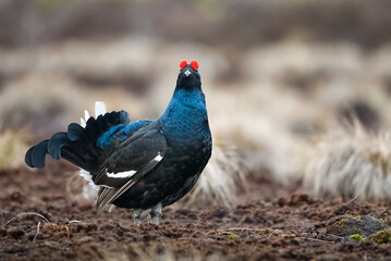 Lekking black grouse at morning on spring bog. Spring colors of morning moors with black grouse, blackcock. Lekking Male Black Grouse lek game at sunrise. Lyrurus tetrix lekking in Estonia, Saaremaa