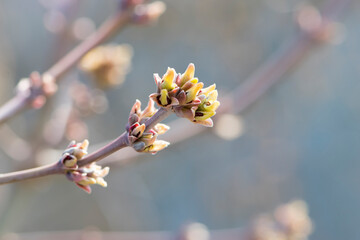 the branches of the bush bloom in the spring. A branch of a tree with spring brown and green shoots that blooming, flowering tree. nature close up, comes alive in spring. for background and text