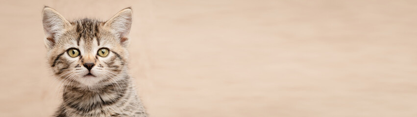 Close-up head of cute tabby kitten banner with copy space