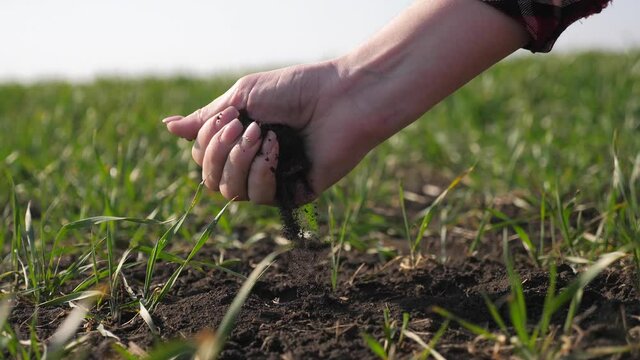 farmer girl holds in hand pile of dirt soil. eco farming ground agriculture concept. woman worker studies winter green wheat crops works in field. agronomist prepare to harvest large hands lifestyle