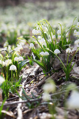 spring snowdrops in the forest