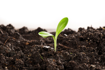 small sprouted plant in the garden