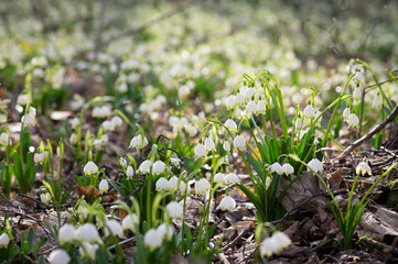 blooming spring flowers in the forest