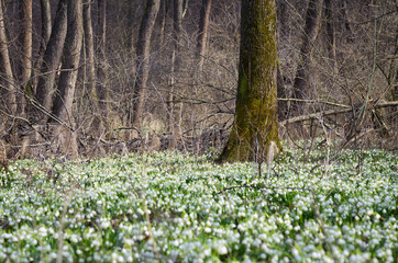 spring in the forest