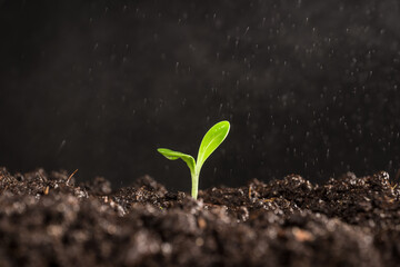 small sprouted plant watering in the garden