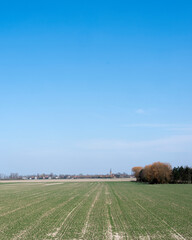 Naklejka premium field near dreischor on schouwen-duiveland in the netherlands on sunny day in spring.