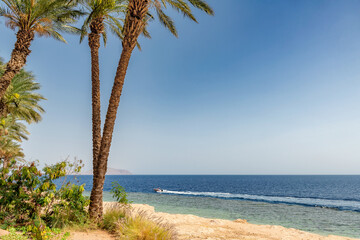 Tropical paradise. Sunny beach with palm and turquoise sea in Red Sea, Egypt. Summer vacation and tropical beach concept.	