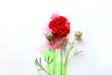 Creative image of beautiful red Buttercup flower on artistic ink background. Top view with copy space