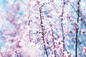 cherry blossom in spring