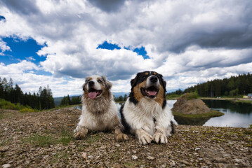 Australian Shepherd dogs relaxing at the riverside Mur in front of a blue cloudy background with water