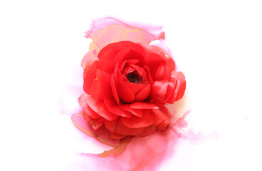 Creative image of beautiful red Buttercup flower on artistic ink background. Top view with copy space