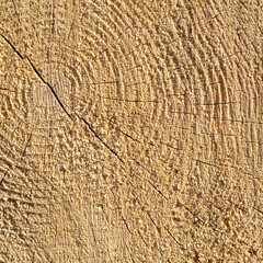 sawn wood texture