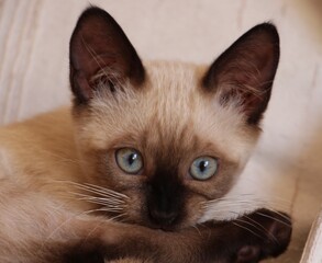 gato cat ojos azules