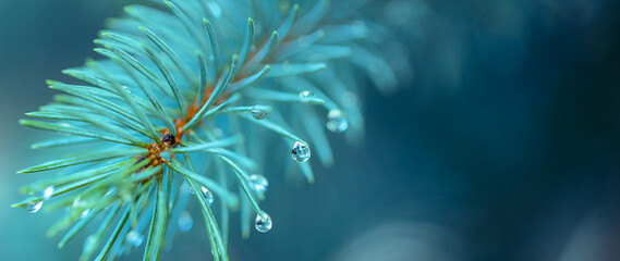 Blue spruce with drops of snow melting, macro. Spring nature scenery. Drops of rain on the needles...