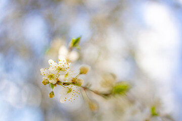 Spring banner, branches of blossoming cherry with bright background. Dream nature outdoor blur. Pink sakura flowers, dreamy romantic spring, landscape panorama. Sun rays, relax floral view